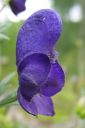 Tarhaukonhattu2C_Aconitum_x_stoerkianum_IMG_7528.jpg