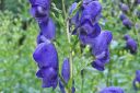 Tarhaukonhattu2C_Aconitum_x_stoerkianum_IMG_7855.jpg