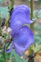 Tarhaukonhattu2C_Aconitum_x_stoerkianum_IMG_8519.jpg