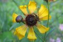 Tiikerikaunosilma2C_Coreopsis_tinctoria_IMG_0190.jpg