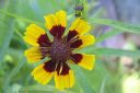 Tiedostonimi=Tiikerikaunosilma2C_Coreopsis_tinctoria_IMG_0193.jpg
Tiedostokoko=37kt
Koko=600x399
Lisätty=11.03.2011 Tiikerikaunosilma2C_Coreopsis_tinctoria_IMG_0193.jpg