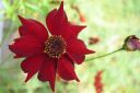 Tiikerikaunosilma2C_Coreopsis_tinctoria_IMG_0533.jpg