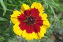 Tiikerikaunosilma2C_Coreopsis_tinctoria_IMG_0534.jpg