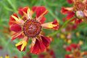 Tiikerikaunosilma2C_Coreopsis_tinctoria_IMG_0776.jpg