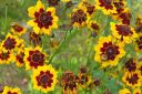 Tiikerikaunosilma2C_Coreopsis_tinctoria_IMG_0794.jpg