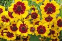 Tiikerikaunosilma2C_Coreopsis_tinctoria_IMG_2238.jpg