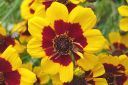 Tiikerikaunosilma2C_Coreopsis_tinctoria_IMG_2240.jpg