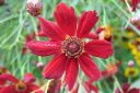 Tiikerikaunosilma2C_Coreopsis_tinctoria_IMG_2322.jpg