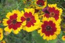 Tiikerikaunosilma2C_Coreopsis_tinctoria_IMG_2371.jpg