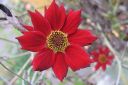 Tiikerikaunosilma2C_Coreopsis_tinctoria_IMG_8577.jpg