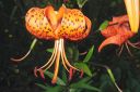 Tiikerinlilja2C_Lilium_lancifolium_IMG_0289.jpg