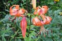 Tiikerinlilja2C_Lilium_lancifolium_IMG_0423.jpg