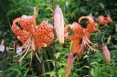 Tiikerinlilja2C_Lilium_lancifolium_IMG_0426.jpg