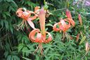 Tiikerinlilja2C_Lilium_lancifolium_IMG_0427.jpg