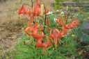 Tiikerinlilja2C_Lilium_lancifolium_IMG_1192.jpg