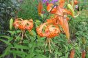 Tiikerinlilja2C_Lilium_lancifolium_IMG_3101.jpg