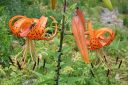 Tiikerinlilja2C_Lilium_lancifolium_IMG_3103.jpg