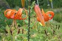 Tiikerinlilja2C_Lilium_lancifolium_IMG_3104.jpg