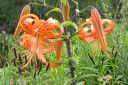 Tiikerinlilja2C_Lilium_lancifolium_IMG_3110.jpg