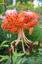 Tiikerinlilja2C_Lilium_lancifolium_IMG_8668.jpg