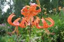 Tiikerinlilja2C_Lilium_lancifolium_IMG_9398.jpg