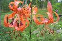 Tiikerinlilja2C_Lilium_lancifolium_IMG_9824.jpg