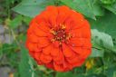 Tsinnia_28oppineitten_kukka292C_Zinnia_elegans_IMG_0159.jpg