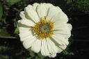 Tsinnia_28oppineitten_kukka292C_Zinnia_elegans_IMG_0518.jpg