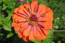 Tsinnia_28oppineitten_kukka292C_Zinnia_elegans_IMG_0519.jpg