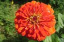 Tsinnia_28oppineitten_kukka292C_Zinnia_elegans_IMG_0520.jpg