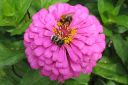 Tsinnia_28oppineitten_kukka292C_Zinnia_elegans_IMG_0556.jpg