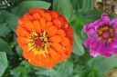 Tsinnia_28oppineitten_kukka292C_Zinnia_elegans_IMG_0560.jpg