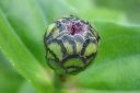 Tsinnia_28oppineitten_kukka292C_Zinnia_elegans_IMG_0591.jpg