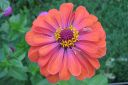 Tsinnia_28oppineitten_kukka292C_Zinnia_elegans_IMG_0650.jpg