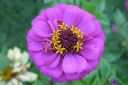 Tsinnia_28oppineitten_kukka292C_Zinnia_elegans_IMG_0651.jpg