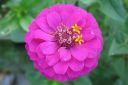 Tiedostonimi=Tsinnia_28oppineitten_kukka292C_Zinnia_elegans_IMG_0652.jpg
Tiedostokoko=35kt
Koko=600x399
Lisätty=11.03.2011 Tsinnia_28oppineitten_kukka292C_Zinnia_elegans_IMG_0652.jpg