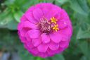 Tsinnia_28oppineitten_kukka292C_Zinnia_elegans_IMG_0652.jpg