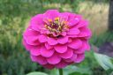 Tiedostonimi=Tsinnia_28oppineitten_kukka292C_Zinnia_elegans_IMG_1159.jpg
Tiedostokoko=39kt
Koko=600x399
Lisätty=11.03.2011 Tsinnia_28oppineitten_kukka292C_Zinnia_elegans_IMG_1159.jpg