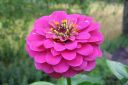 Tsinnia_28oppineitten_kukka292C_Zinnia_elegans_IMG_1159.jpg