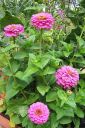 Tsinnia_28oppineitten_kukka292C_Zinnia_elegans_IMG_1208.jpg