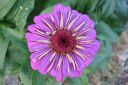 Tsinnia_28oppineitten_kukka292C_Zinnia_elegans_IMG_1509.jpg