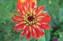 Tsinnia_28oppineitten_kukka292C_Zinnia_elegans_IMG_1915.jpg