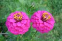 Tsinnia_28oppineitten_kukka292C_Zinnia_elegans_IMG_1917.jpg