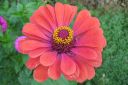 Tsinnia_28oppineitten_kukka292C_Zinnia_elegans_IMG_1918.jpg