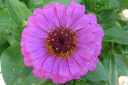 Tsinnia_28oppineitten_kukka292C_Zinnia_elegans_IMG_1993.jpg