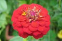 Tsinnia_28oppineitten_kukka292C_Zinnia_elegans_IMG_2244.jpg