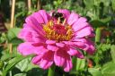 Tiedostonimi=Tsinnia_28oppineitten_kukka292C_Zinnia_elegans_IMG_2335.jpg
Tiedostokoko=57kt
Koko=600x399
Lisätty=11.03.2011 Tsinnia_28oppineitten_kukka292C_Zinnia_elegans_IMG_2335.jpg