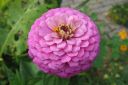 Tsinnia_28oppineitten_kukka292C_Zinnia_elegans_IMG_2345.jpg