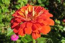 Tsinnia_28oppineitten_kukka292C_Zinnia_elegans_IMG_2607.jpg