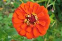 Tsinnia_28oppineitten_kukka292C_Zinnia_elegans_IMG_2645.jpg